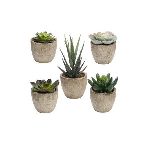 Indoor Plant or Succulent Product Image